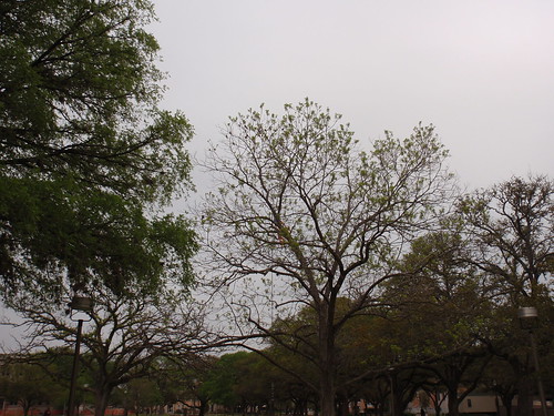 Grey Skies on Campus