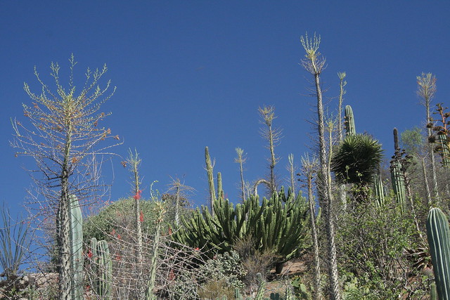 Organ Pipe Cactus & Boojum Trees by Scott Hanko