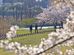 Two people who stroll in cherry blossoms in river area