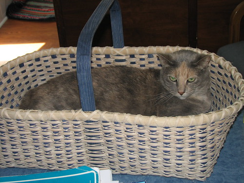 Buttercup has claimed my new basket