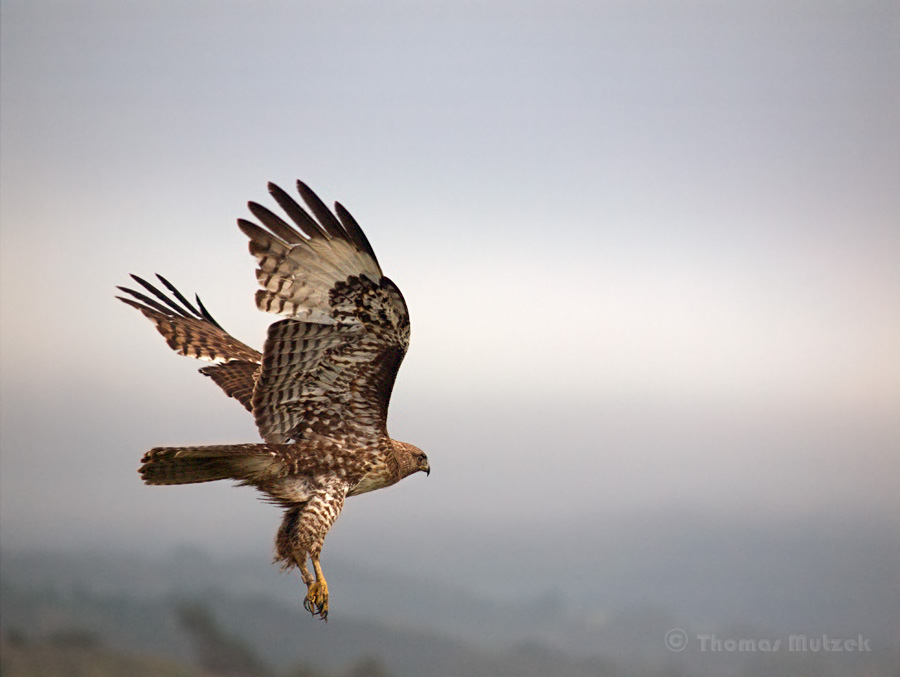 Hawk above Pacifica Coast, California, April 2011