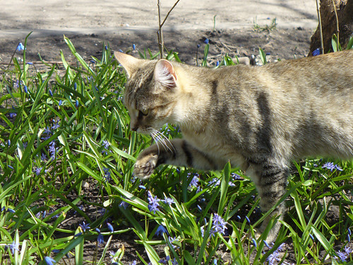 Cat sniffing flowers