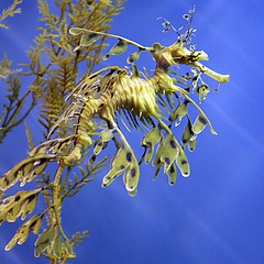 Amazing Leafy Sea Dragons