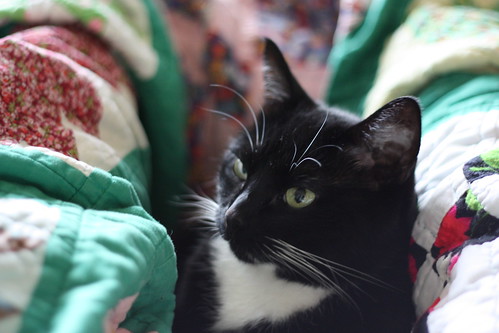 Kitty in blanket