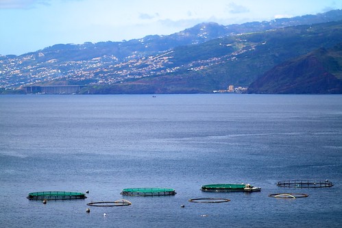 Hatchery in Madeira