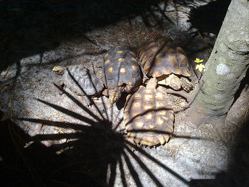 Tortoises at the Calusa Nature Center