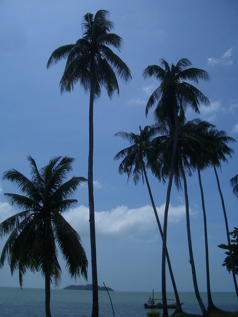 Palm trees in Pulau Besar