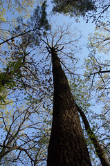 Quercus serrata Murray