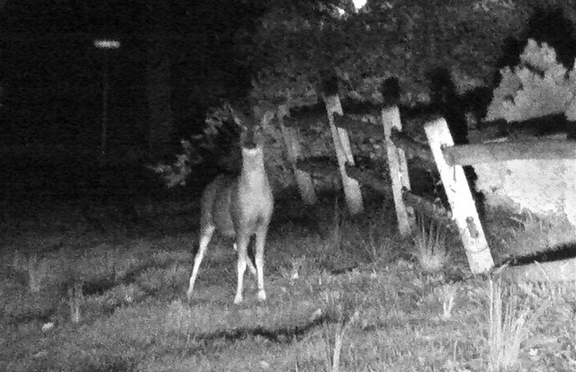 Don't Stand There, Deer!