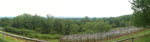 Monticello Vineyard Panorama