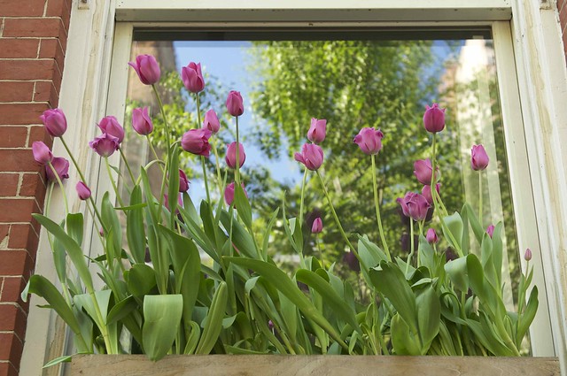 125/365 ~ Tulips in the Window