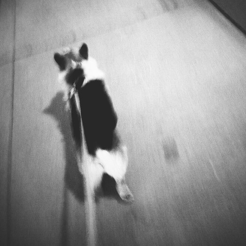 Racer by scoodog / digging iPhoneography