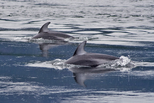 pacific white-sided dolphins