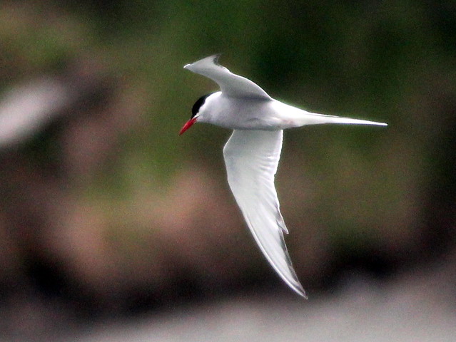 Arctic Tern 20110621