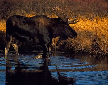 End of rut for moose, heralding the end of fall