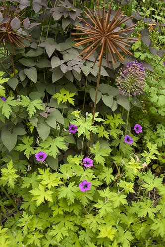 geranium ann folkard clematis purpurea
