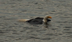 Swimming Eagle