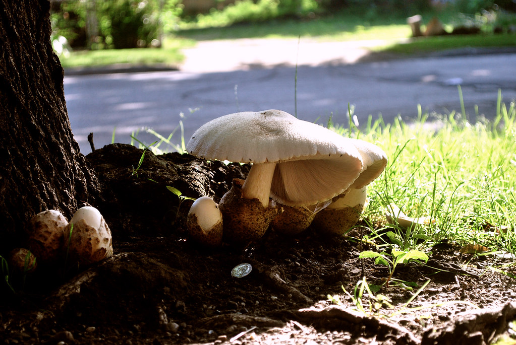 365-21a Mushroom
