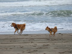 shibas prancing on the beach (zuko and taro)