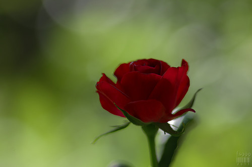 Rose in Bokeh by fs999