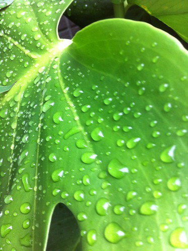雨上がり青空に by greenmacbook