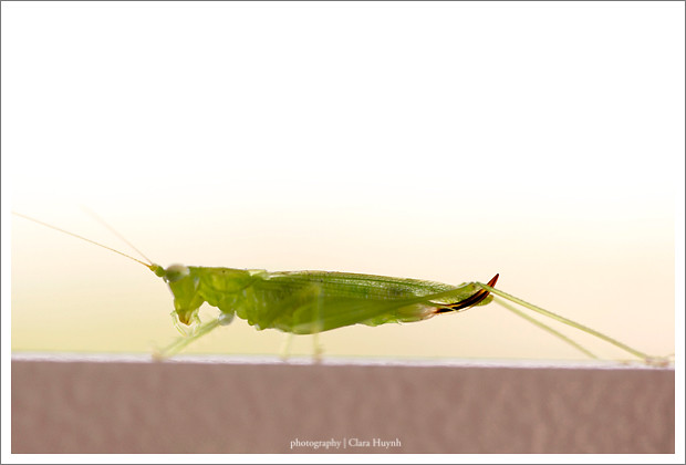 June 22 - The Grasshopper Thing