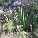  fourcroya gagantea אגבתן ענק 