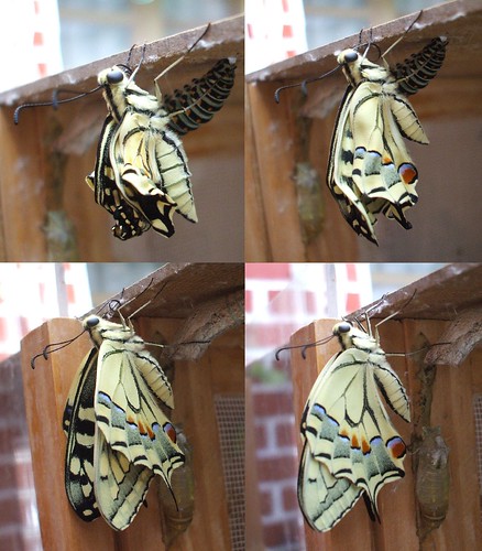 Papilio machaon ♂