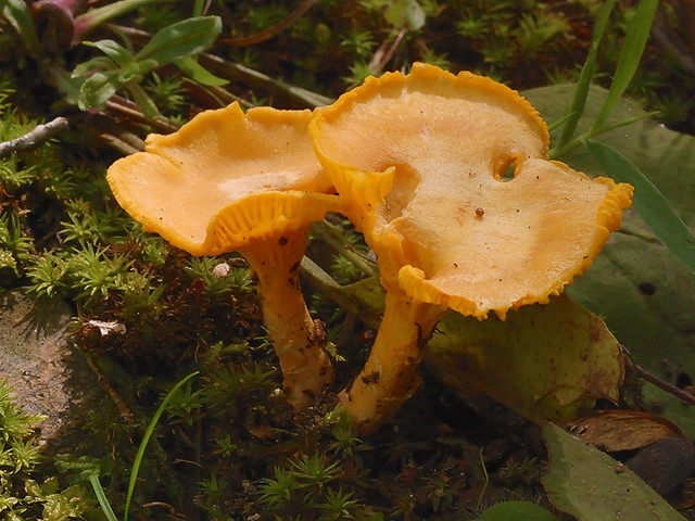 Cuivre River State Park, near Troy, Missouri, USA - yellow mushrooms