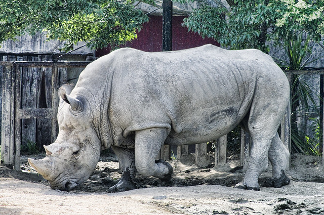 TOBUZOO rhinoceros
