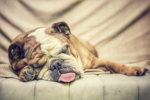 Bulldog nap time