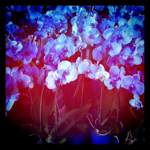 4th of July orchids...beautiful!!!