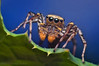 Male Dimorphic Jumping Spider (Maevia inclemens)