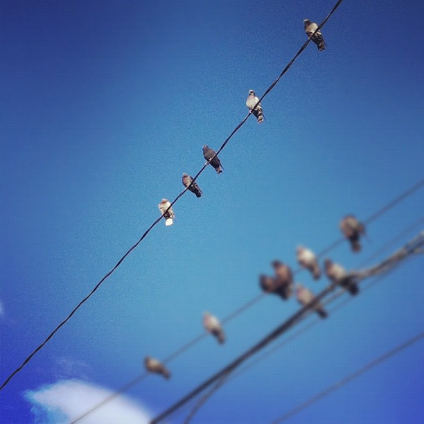 High-wire ACT #birds