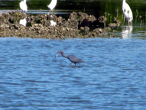 IMG_5694-Estero-Bay-Little-Blue-Heron