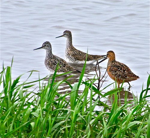 Long-billed Dowitcher with Lesser Yellowlegs 04