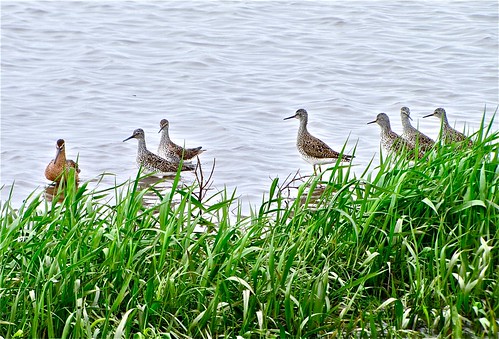 Long-billed Dowitcher with Lesser Yellowlegs 02
