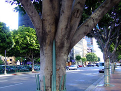 street trees in Los Angeles (by: Pieter Edelman, creative commons license)