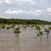 Giovani mangrovie