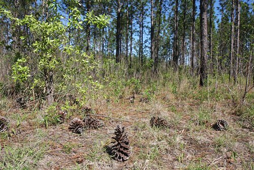 Longleaf pine forests are a threatened ecosystem, with only 3 million acres left in the country.  The Longleaf Pine Initiative provides cost-share assistance for landowners who use programs like the Healthy Forest Reserve Program to plant longleaf pine.