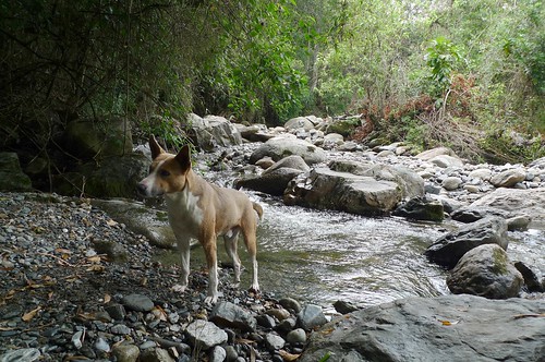 Our dog for the day - Vilcabamba, Ecuador