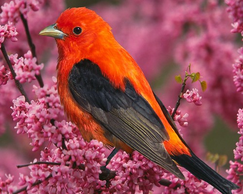 wallpapers of birds. Wallpapers of Birds, these