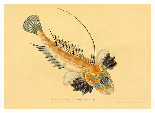 005-The natural history of British fishes 1802-Edward Donovan