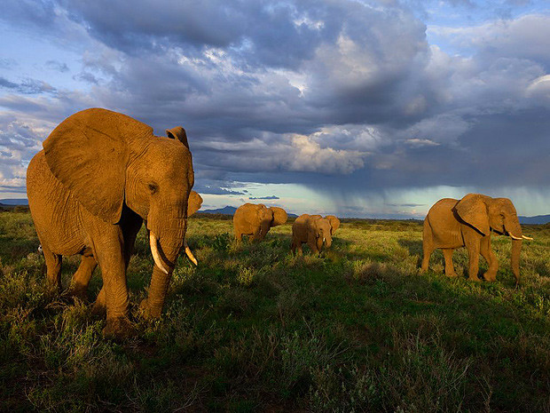 Слоны Самбуру, Кения
