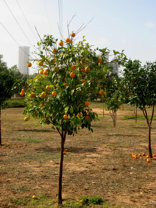 18-12-2010-clementina-field-tree