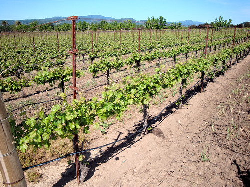 DSC31052, Darioush Winery, Napa Valley, California, USA