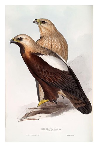 001-Aguila Imperial- The birds of Europe Tomo I-1837- John Gould