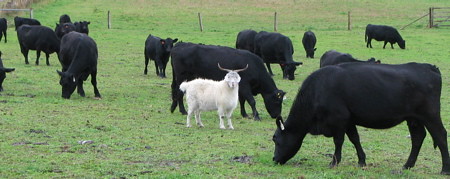 White goat - black cows