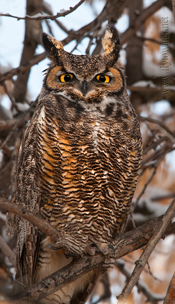 Great Horned Owl - Female