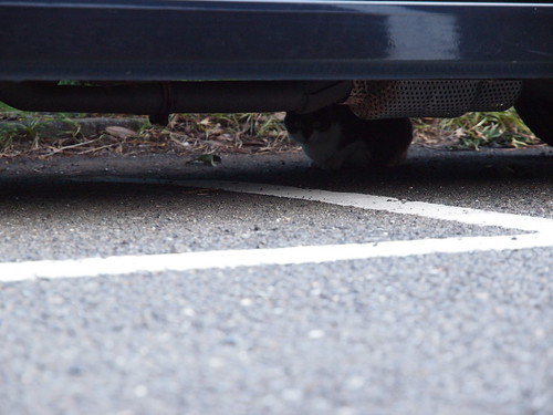 cat under a car